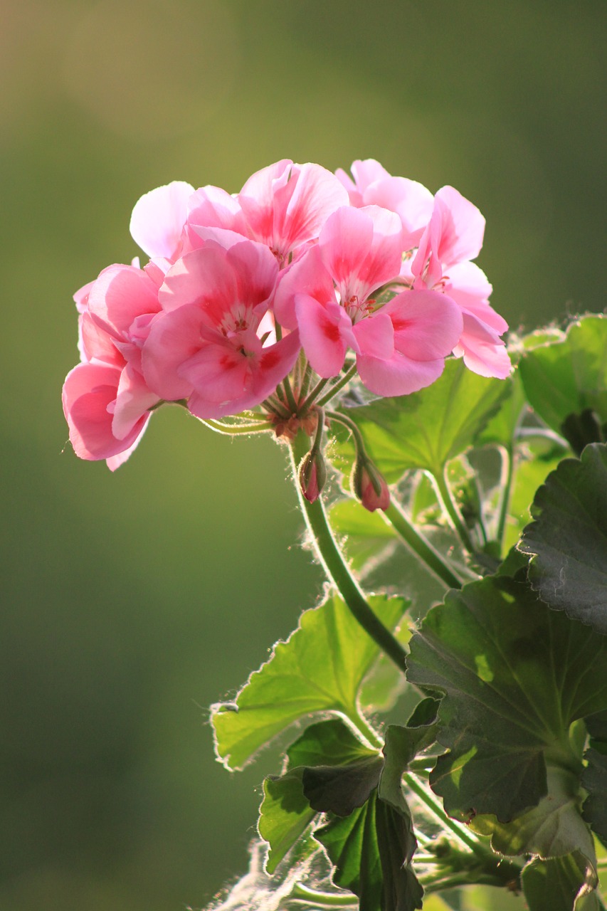 geranium flower macro free photo