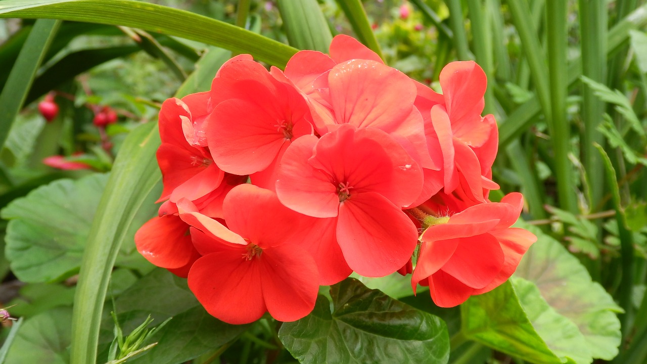 geranium red flower flowers free photo