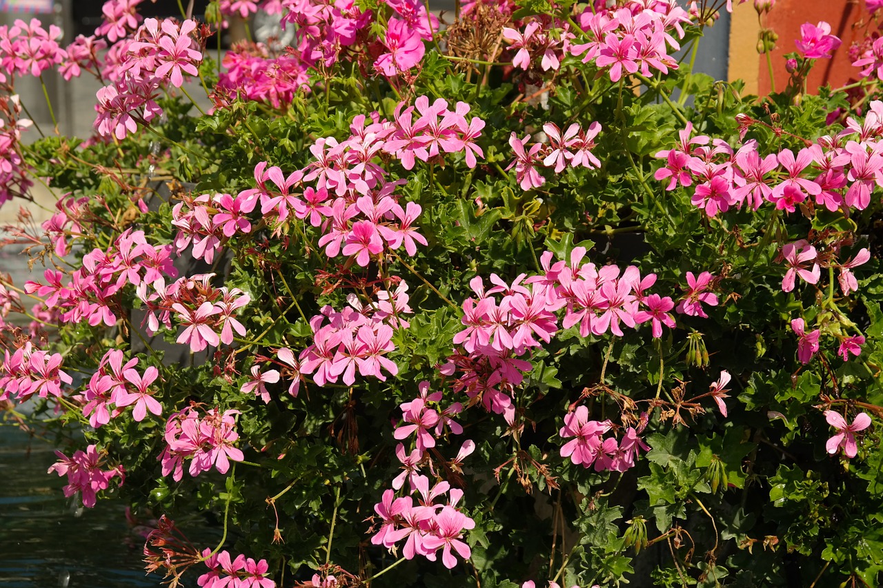 geranium flowers pink free photo