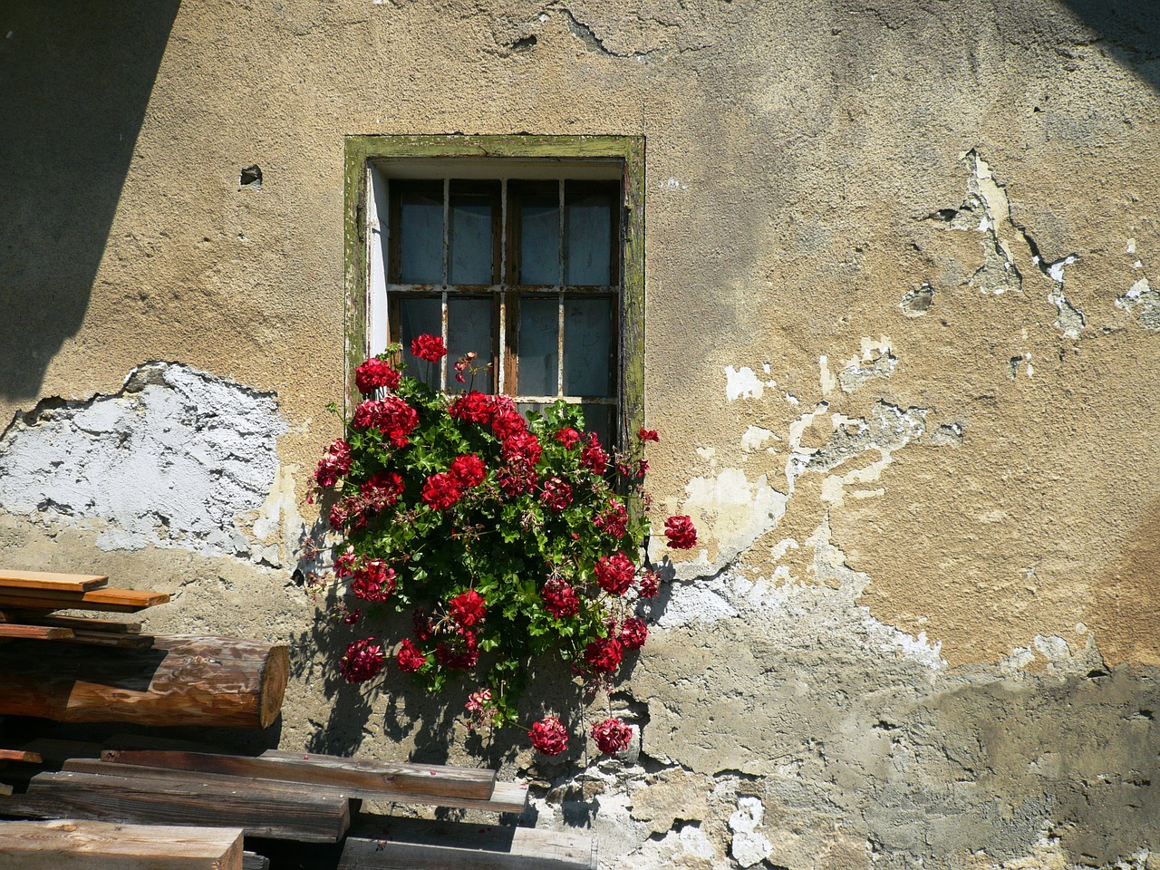 geranium window flower free photo