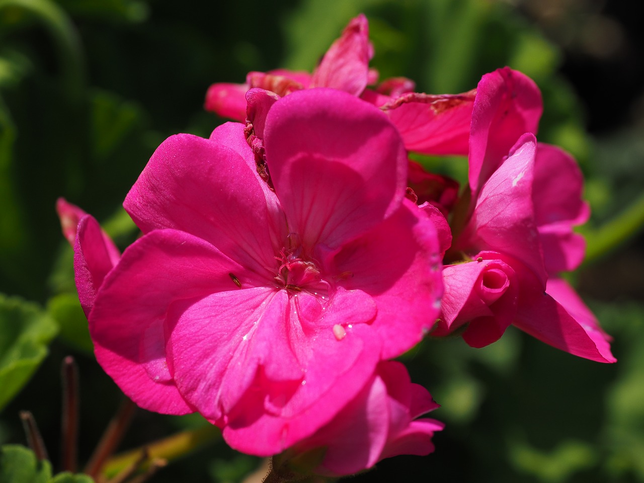 geranium blossom bloom free photo