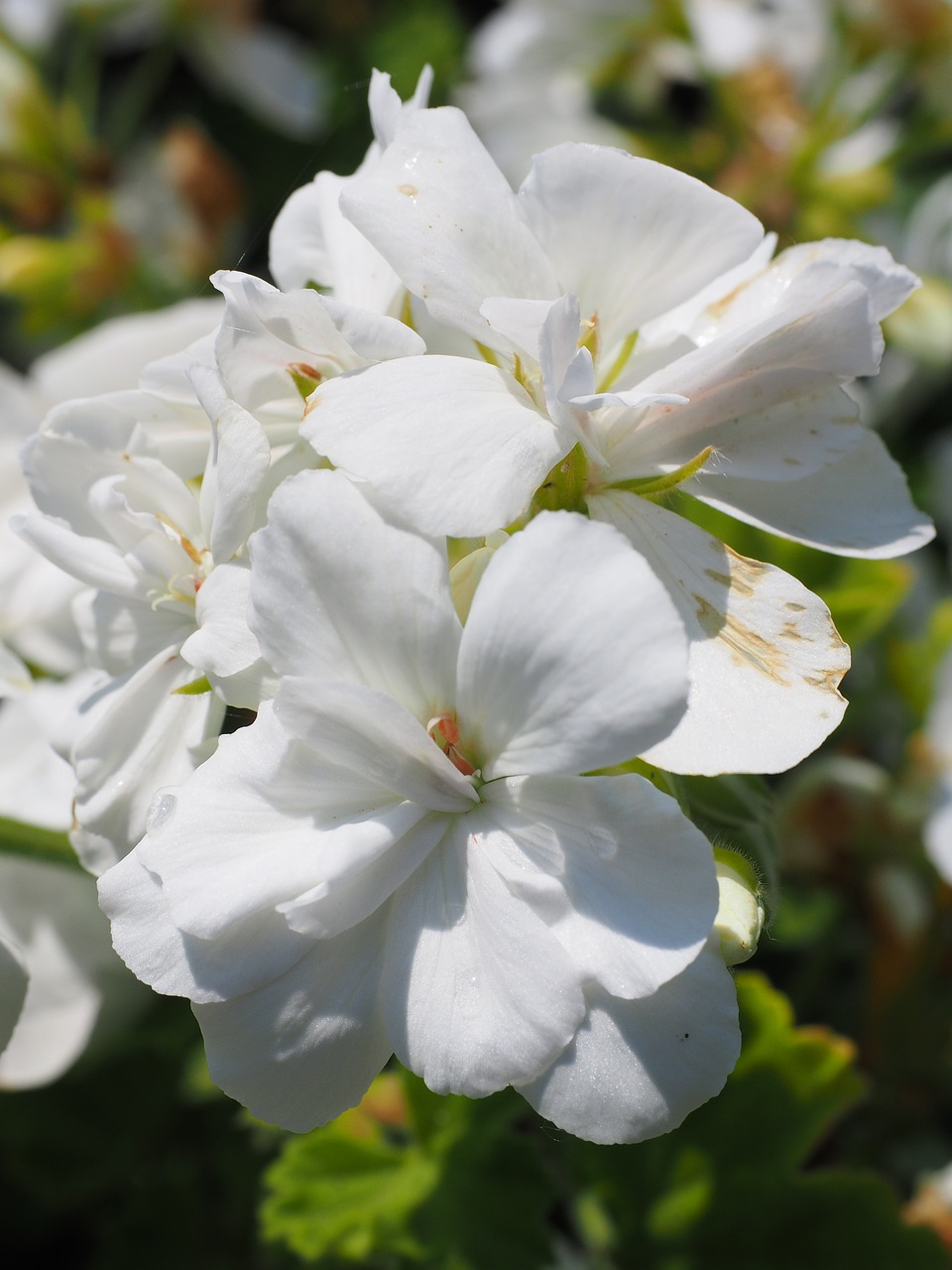 geranium blossom bloom free photo