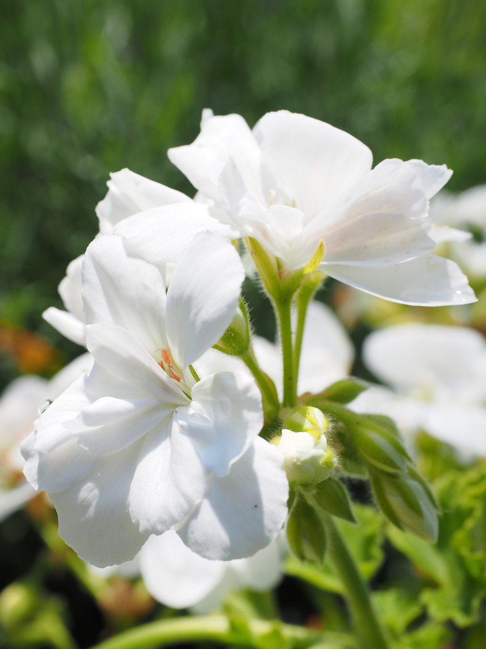 geranium blossom bloom free photo