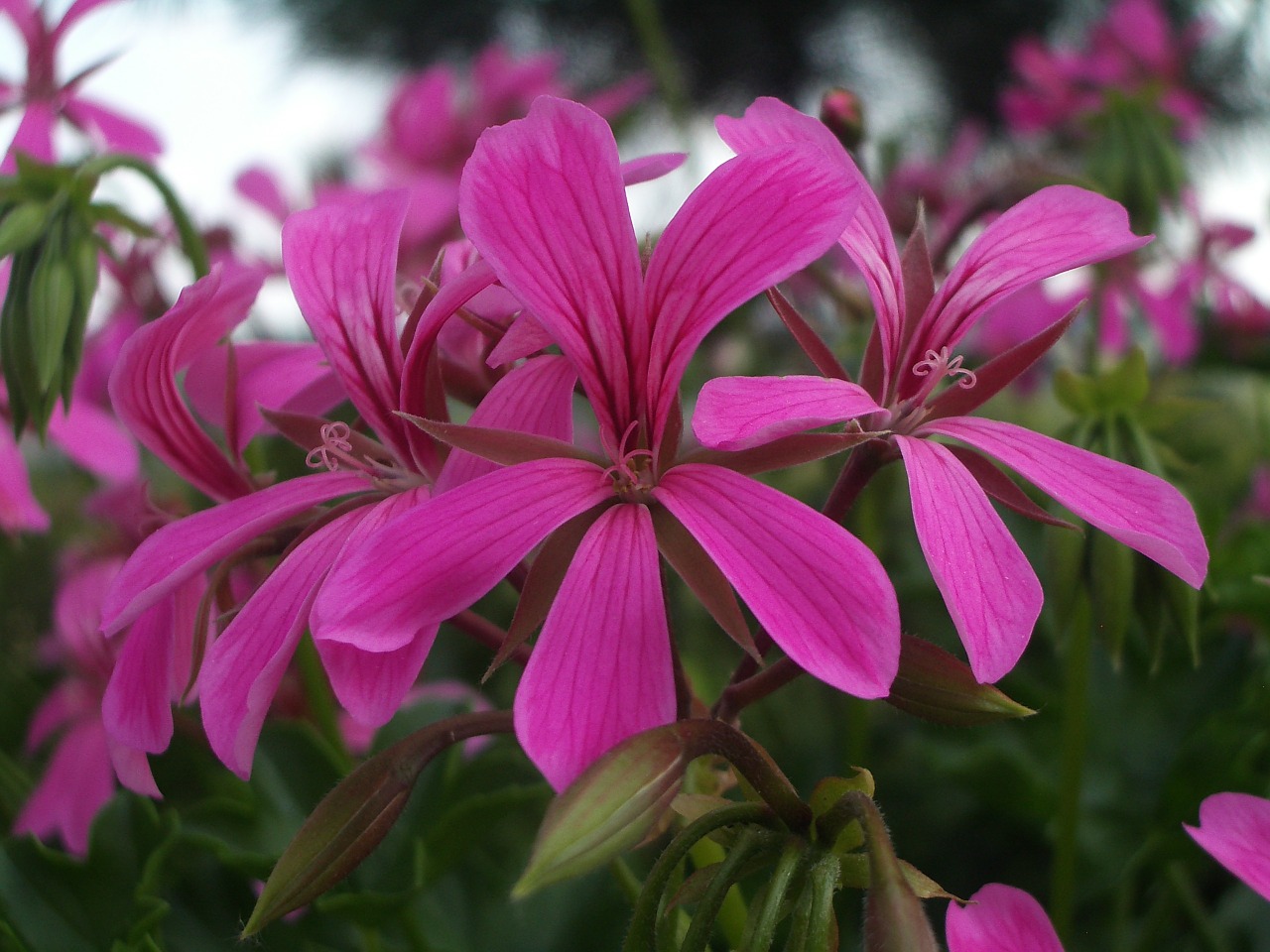 geranium flower pink flower free photo