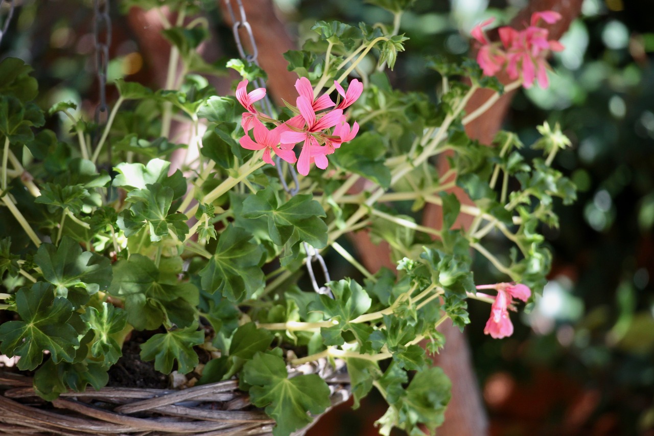 geranium garden flowers free photo