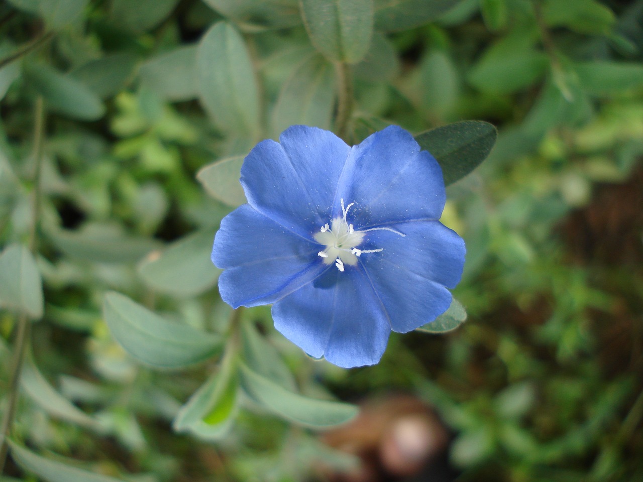 geranium flower nature free photo