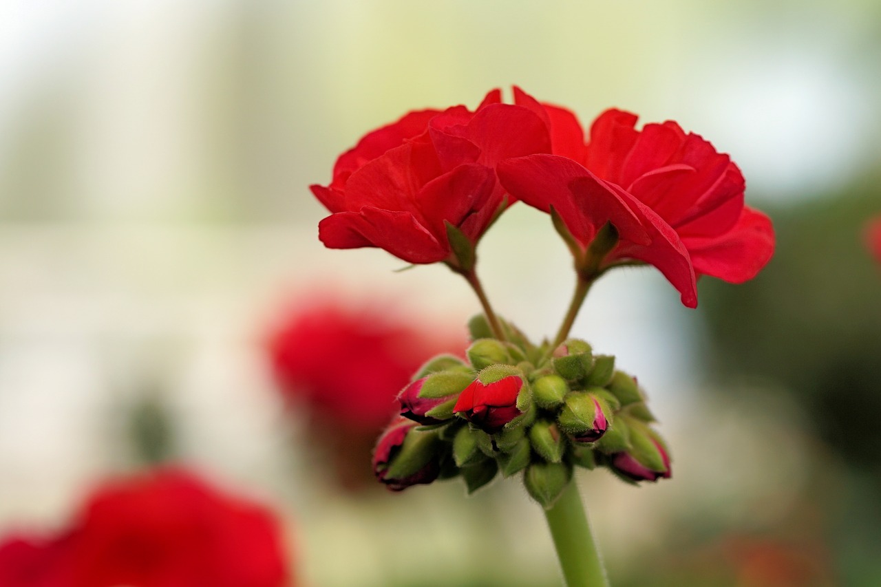 geranium flower blossom free photo