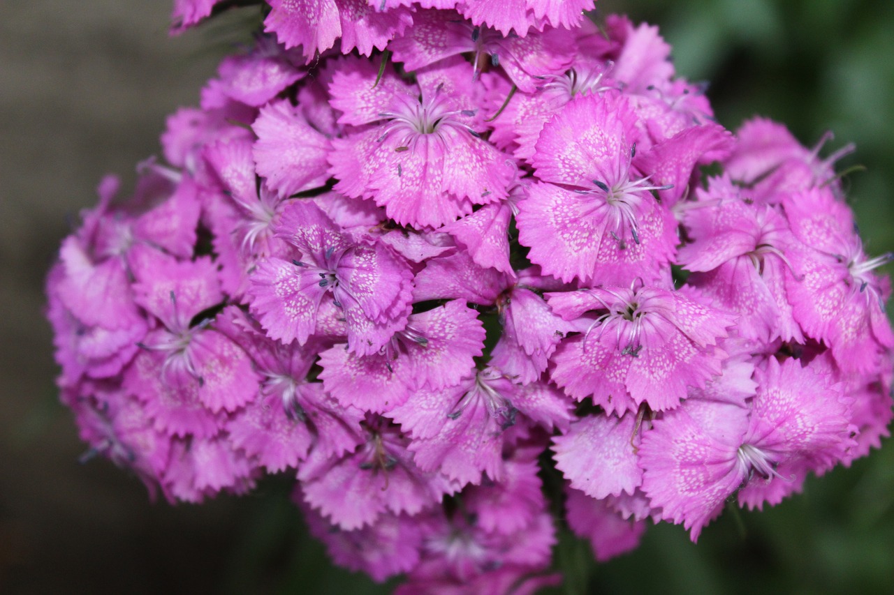 geranium plant flower free photo