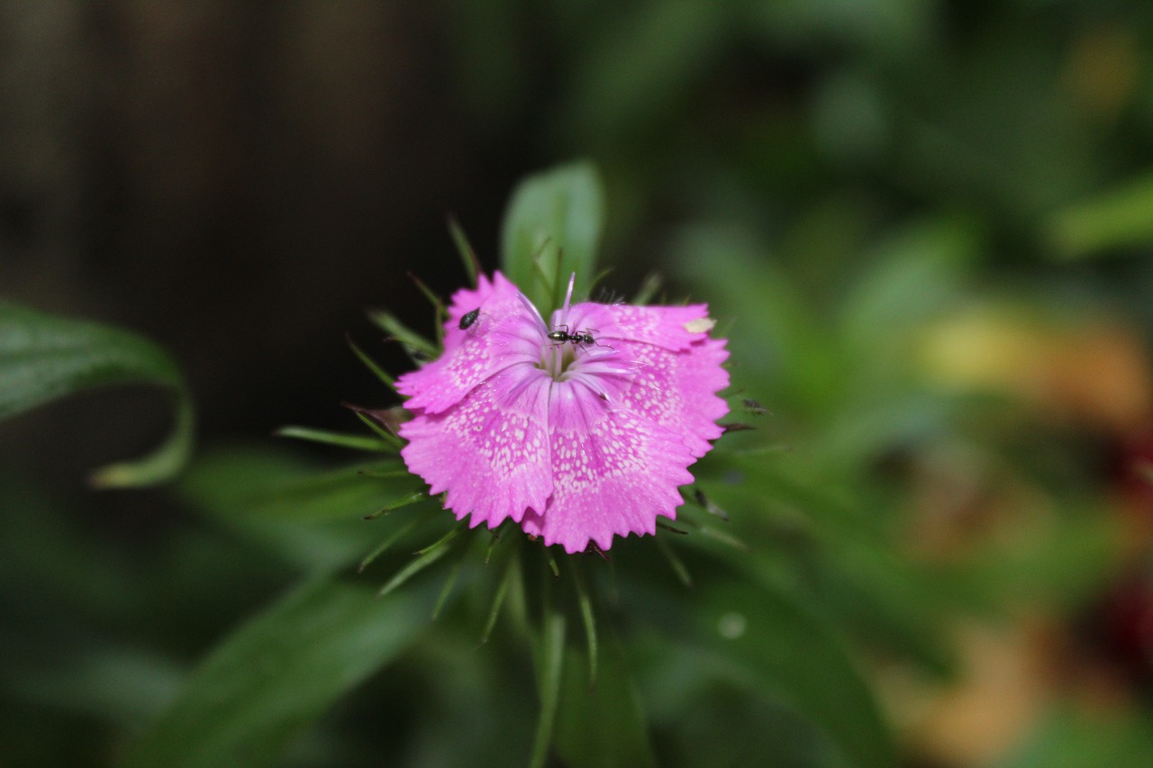 geranium plant flower free photo