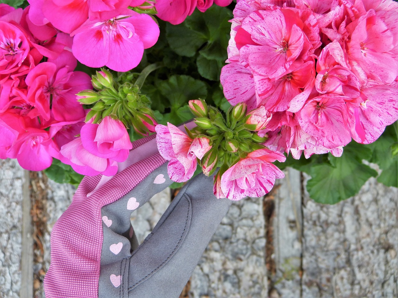 geranium pink gloves free photo