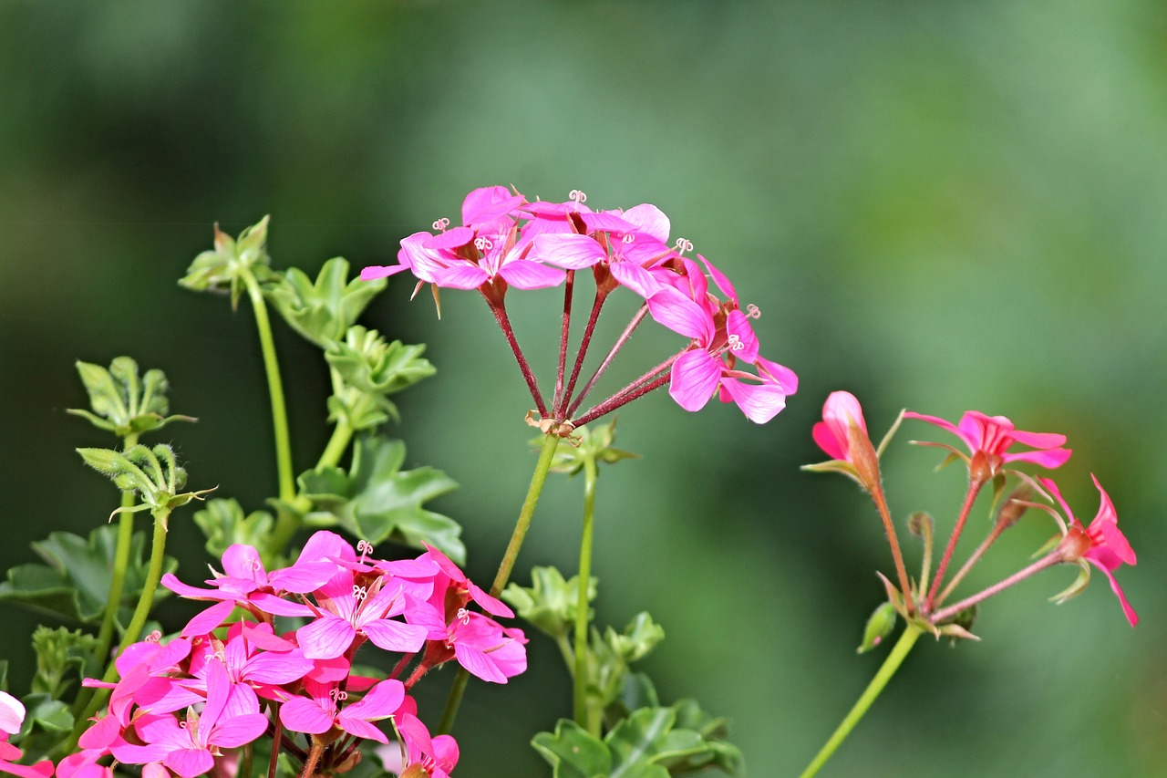 geranium balcony plant geranium flowers free photo