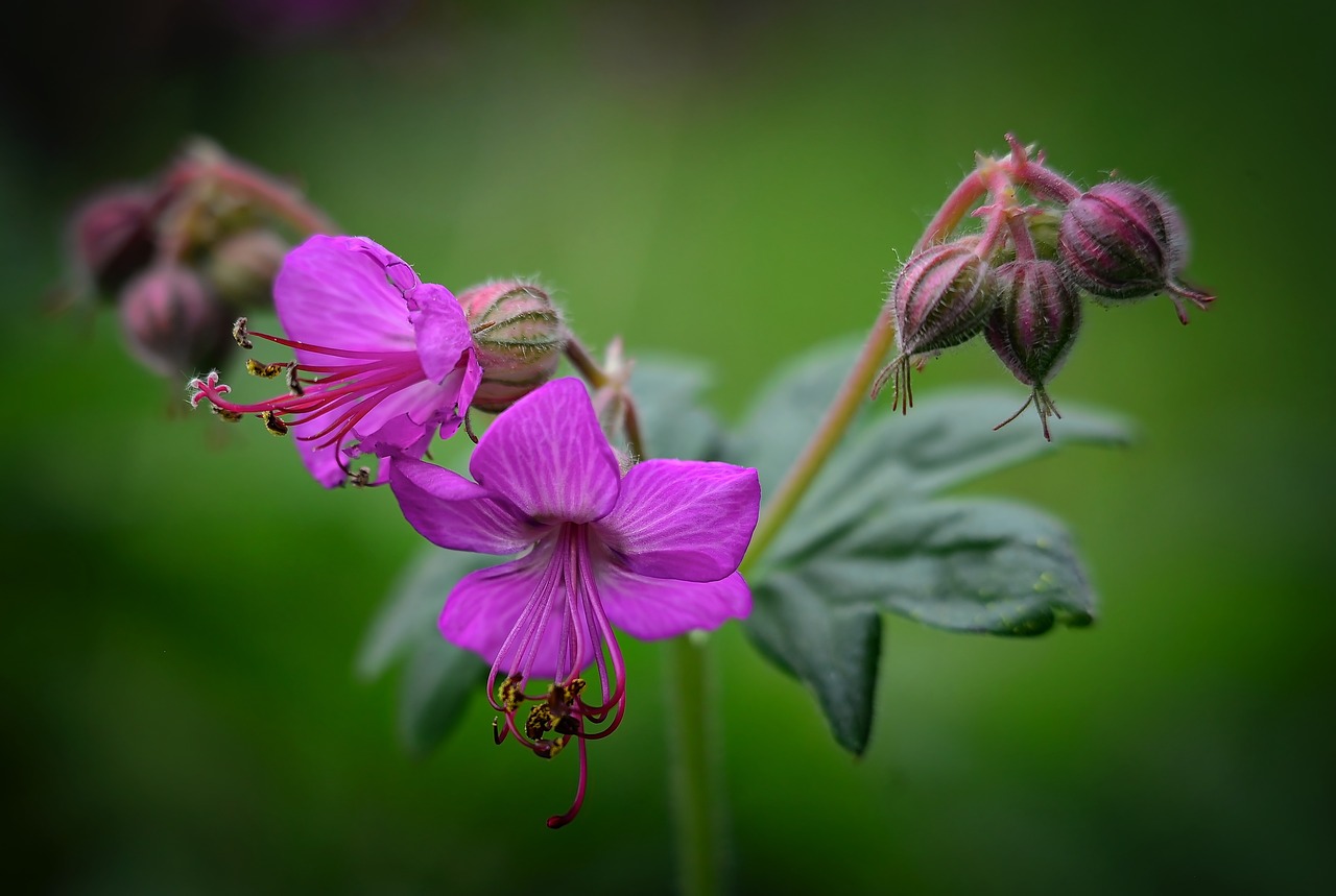 geranium flowers garden free photo