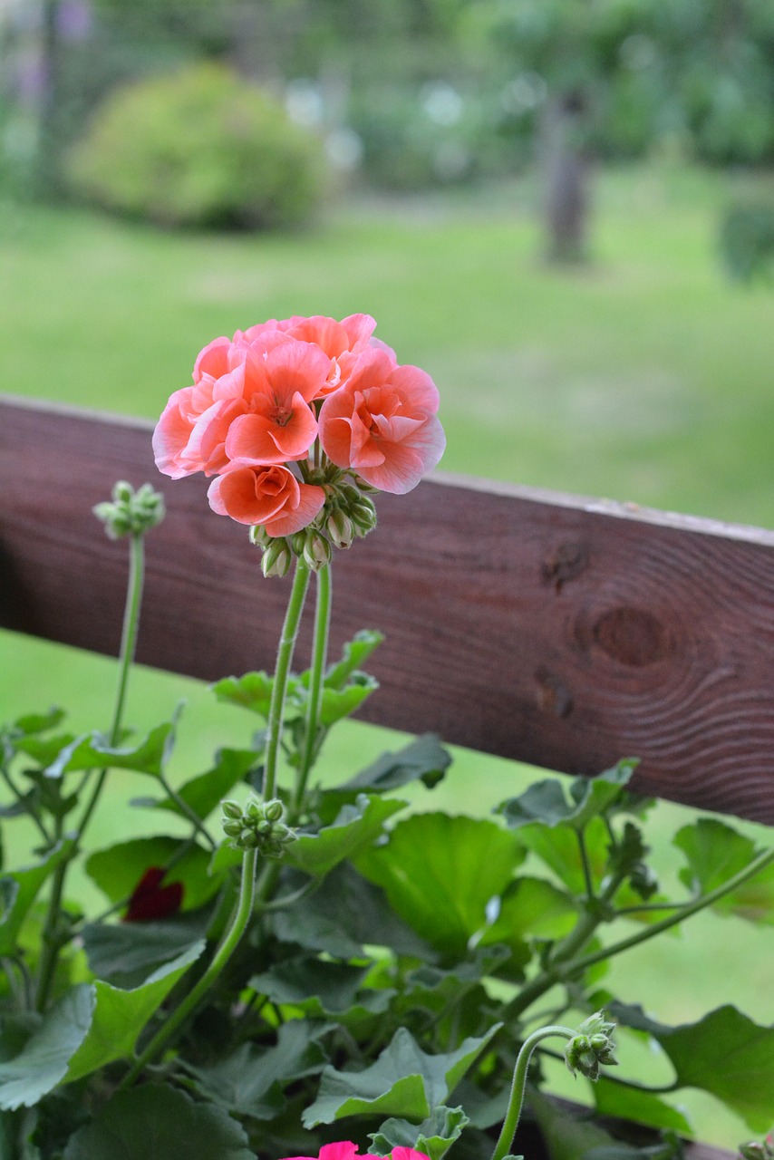 geranium geraniums flowers free photo