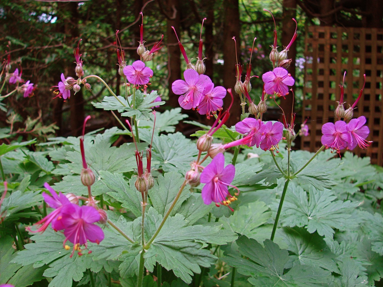 geranium garden flower free photo