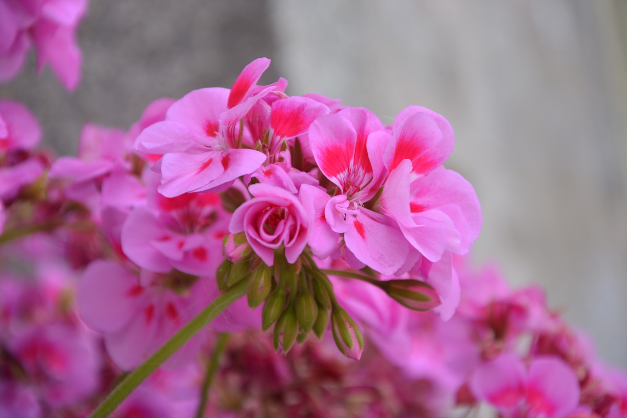 geranium flower pink free photo
