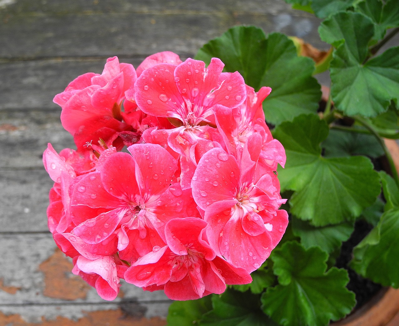 geranium flower pink flower free photo