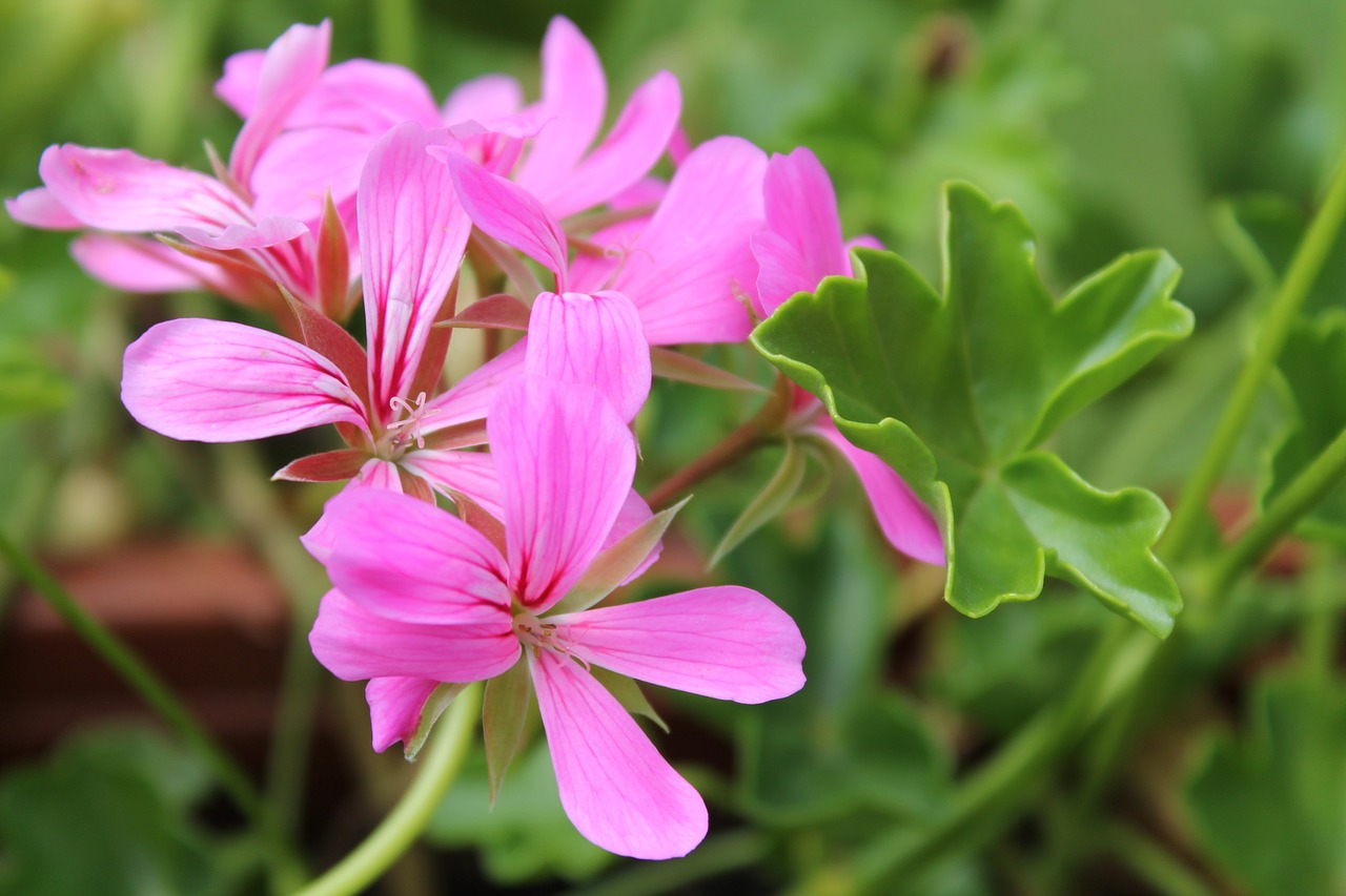 geranium blossom bloom free photo