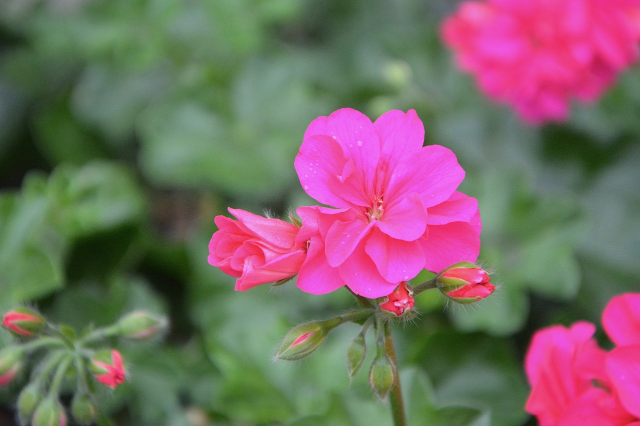 geranium pink flowers petals free photo