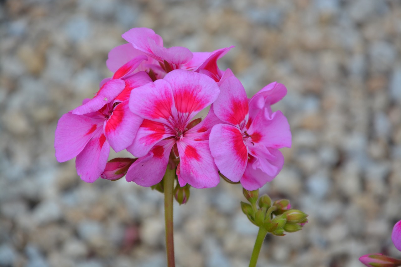 geranium pink flower plants free photo