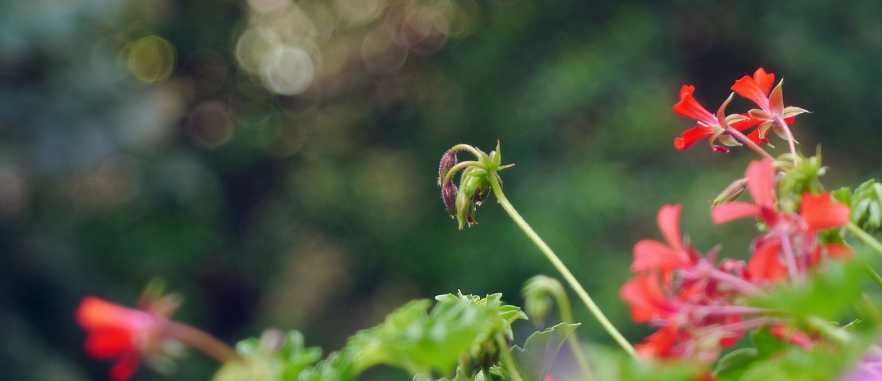 geranium bokeh red free photo