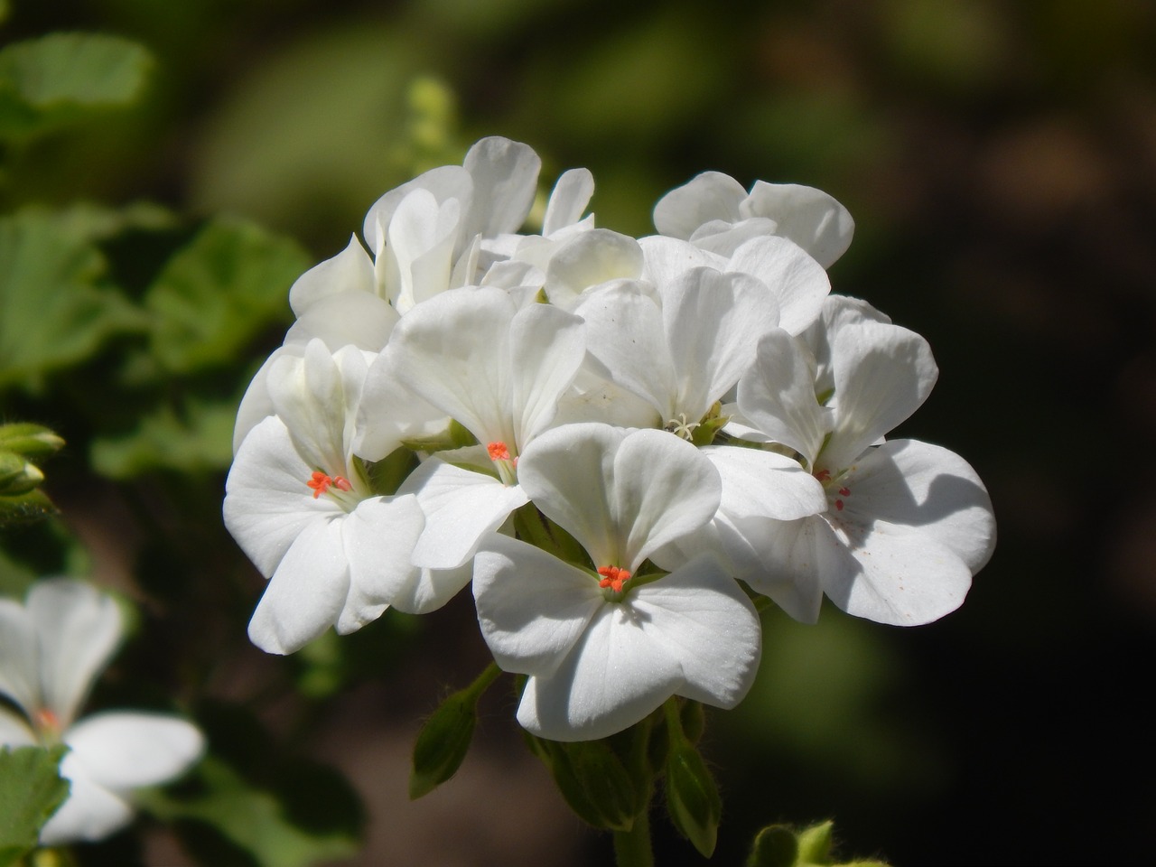 geranium malvón white flower free photo