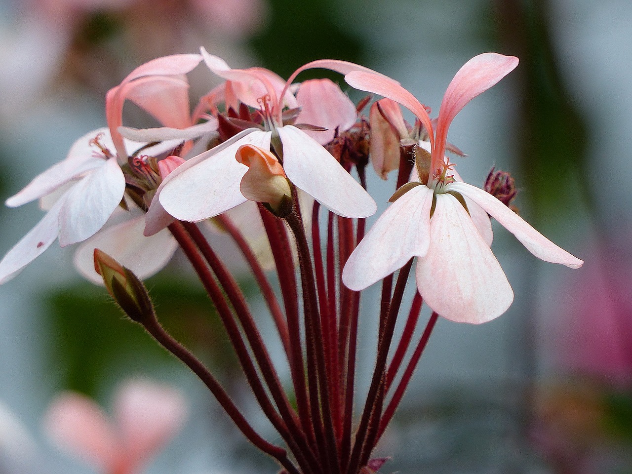 geranium flowers colors free photo