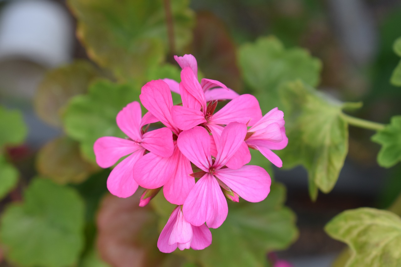 geranium pink flowers free photo