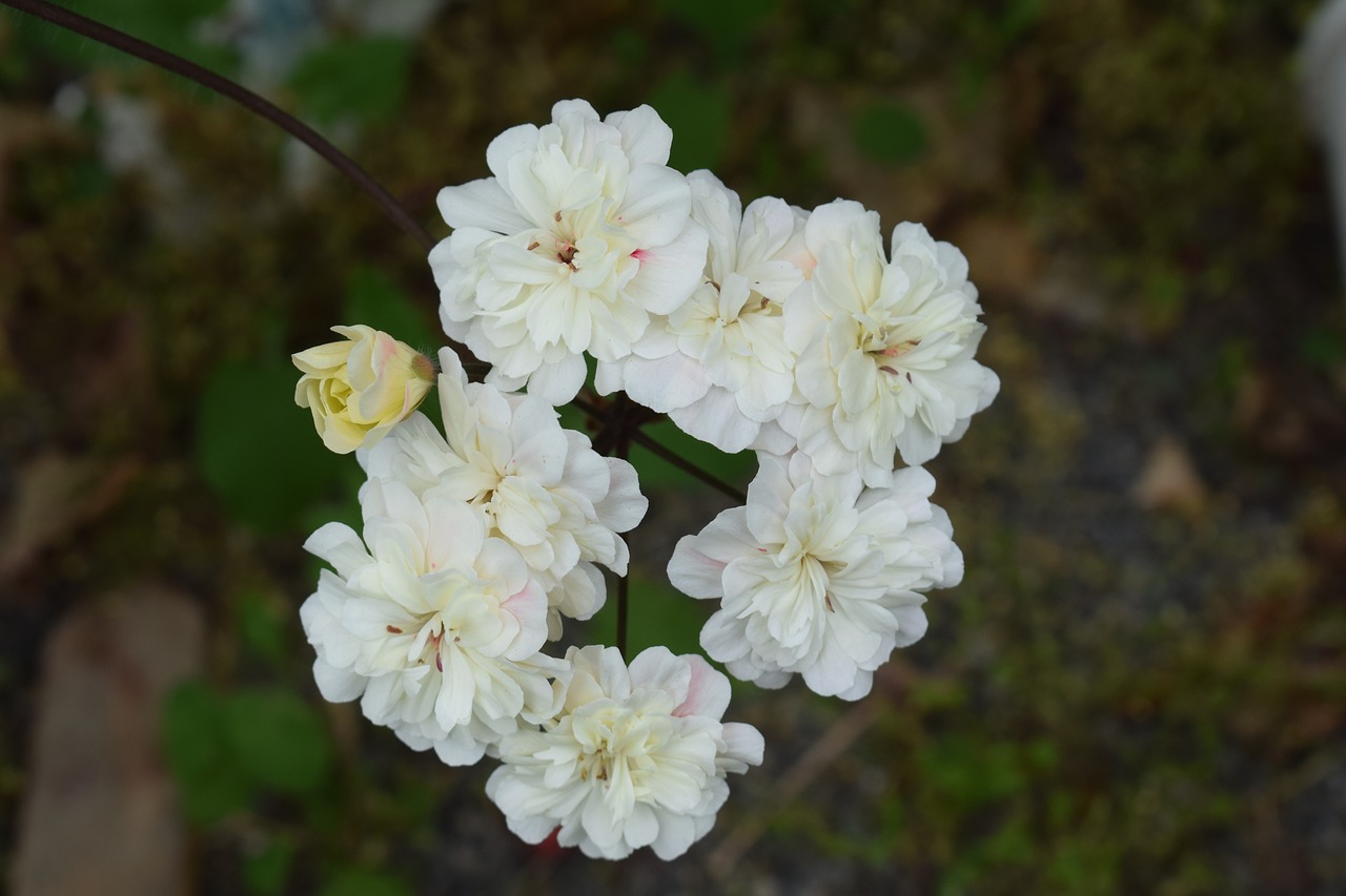 geranium flower cremevit free photo