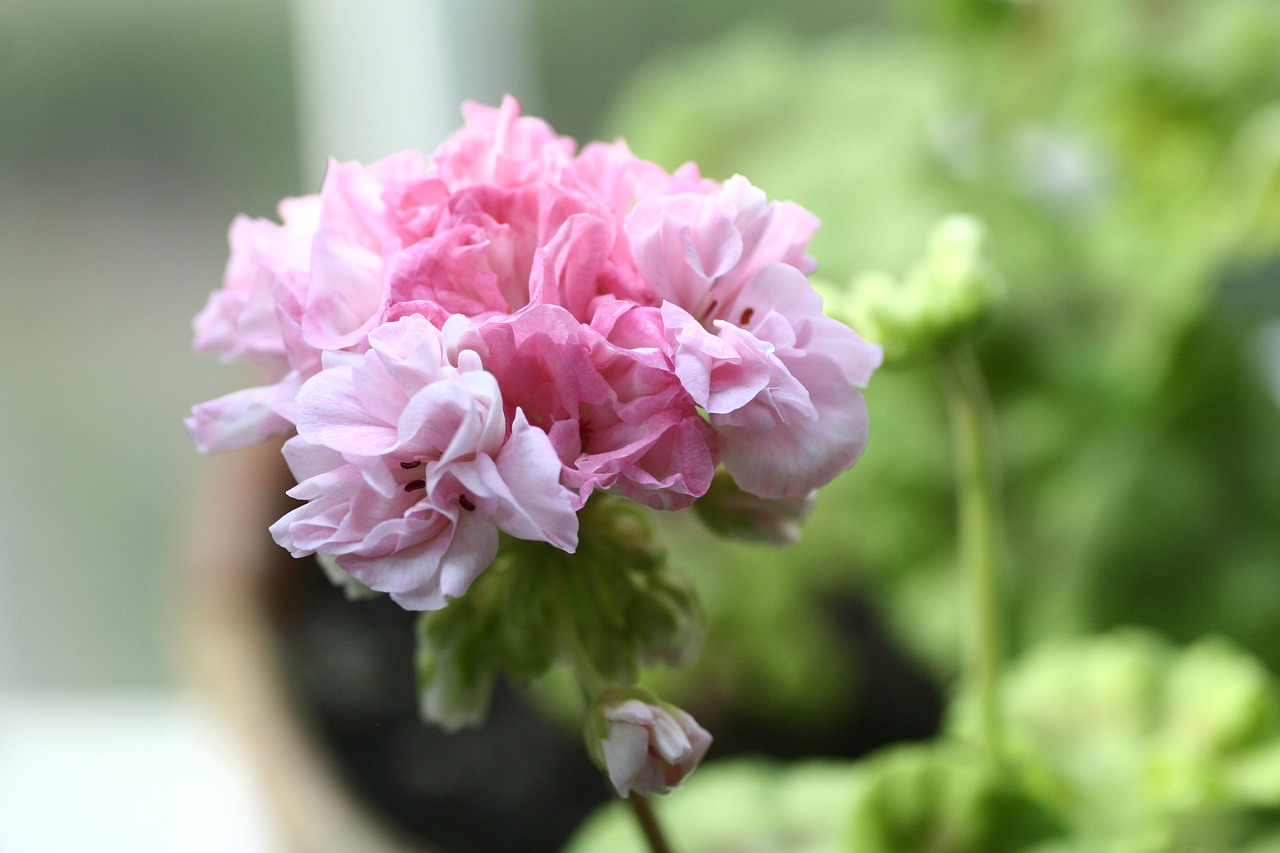 geranium flowers free pictures free photo