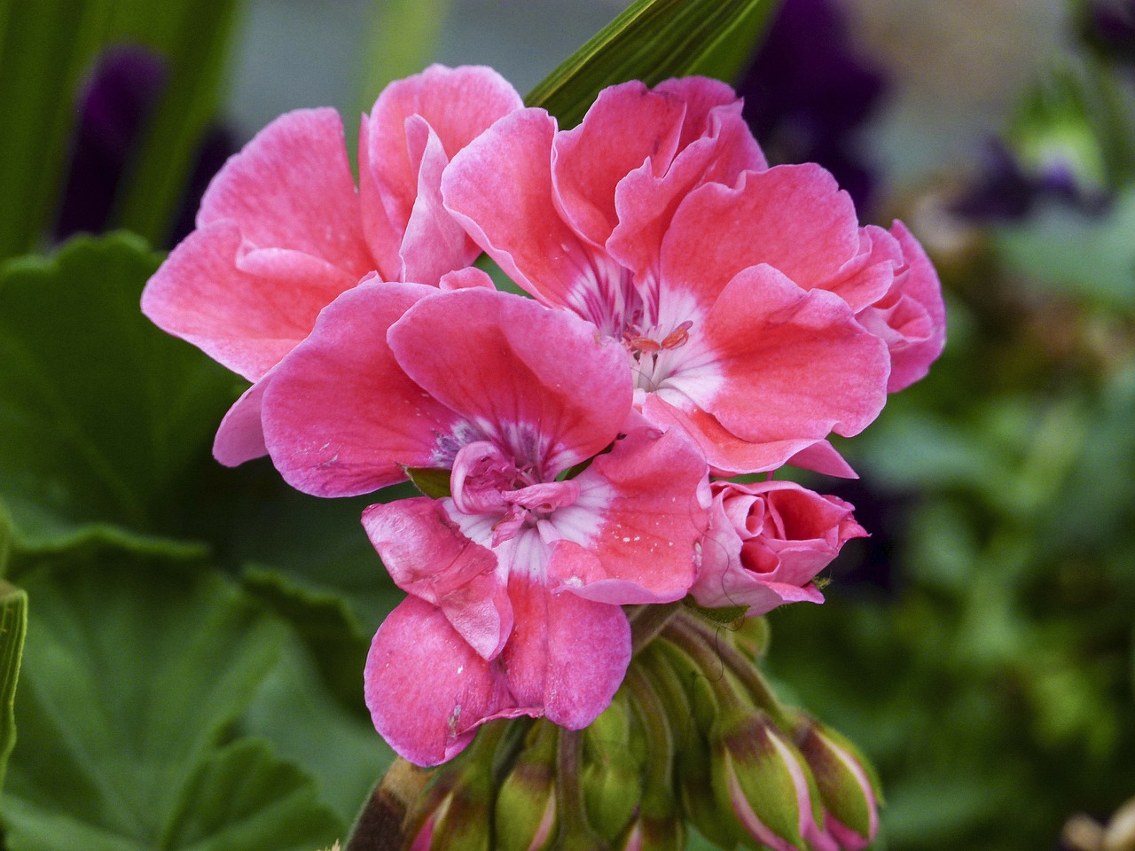 geranium flower pink free photo