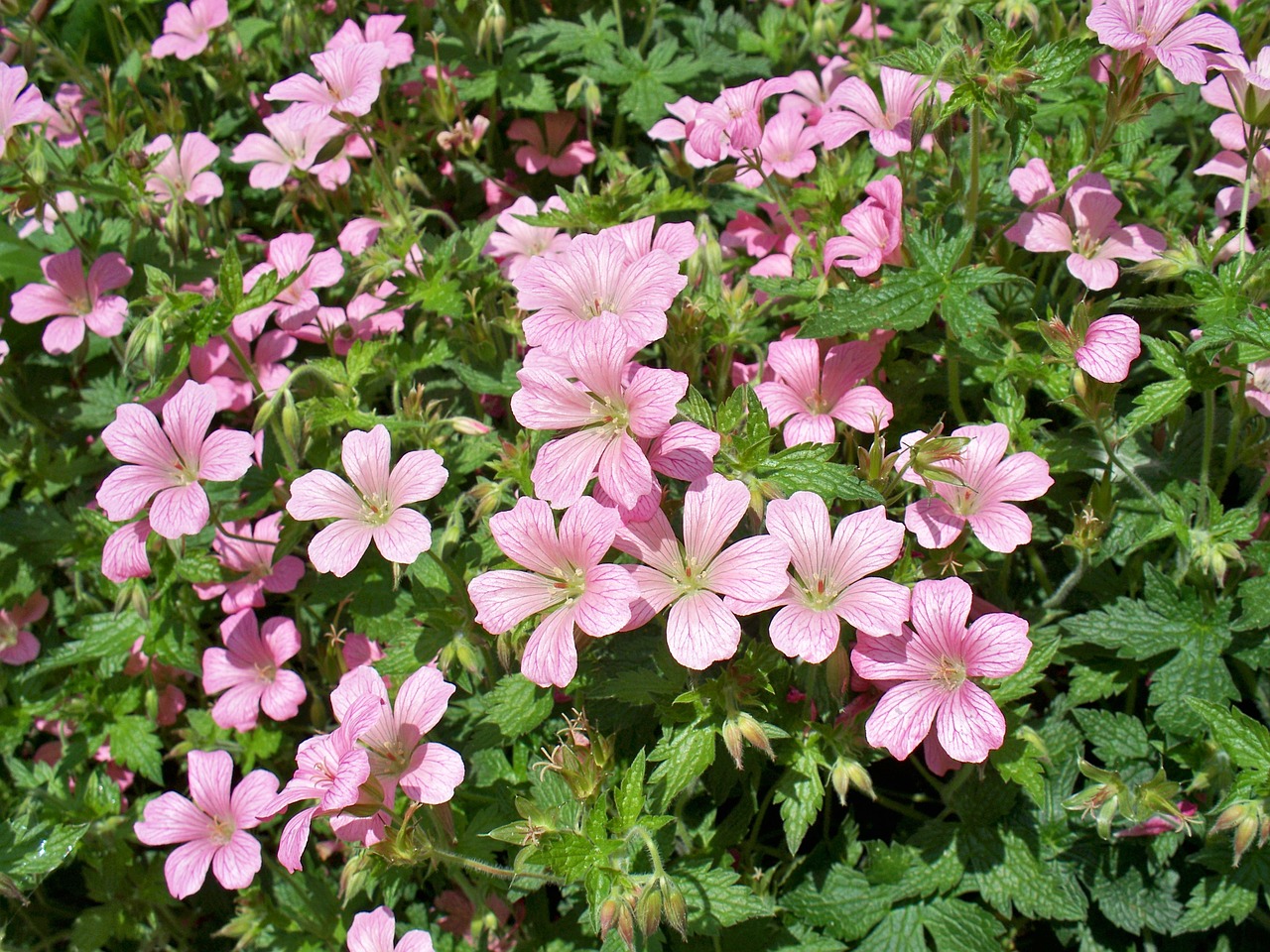 geranium perennial pink free photo