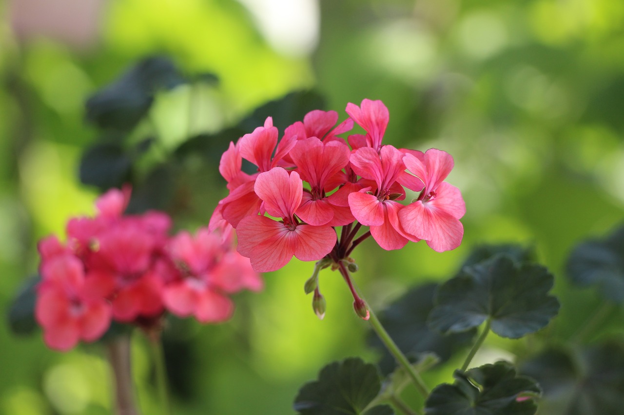 geranium flower green free photo