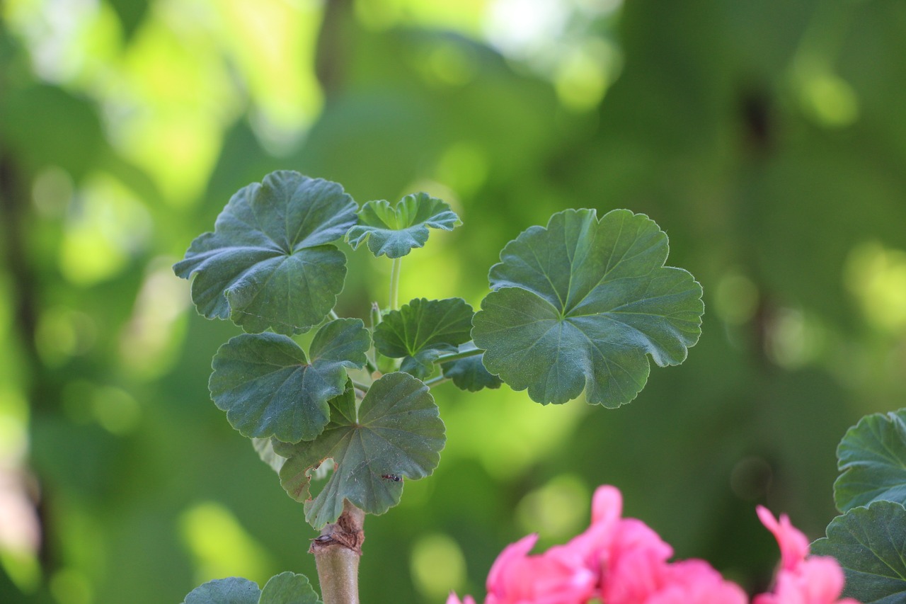 geranium green blade free photo