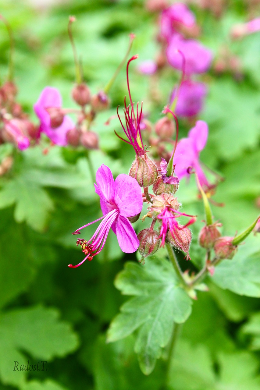 geranium green plant free photo