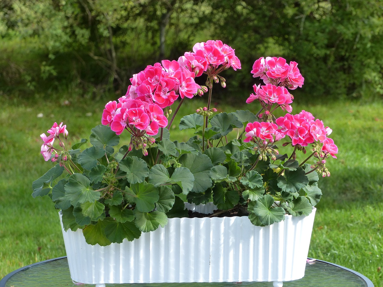 geranium flowers pot free photo