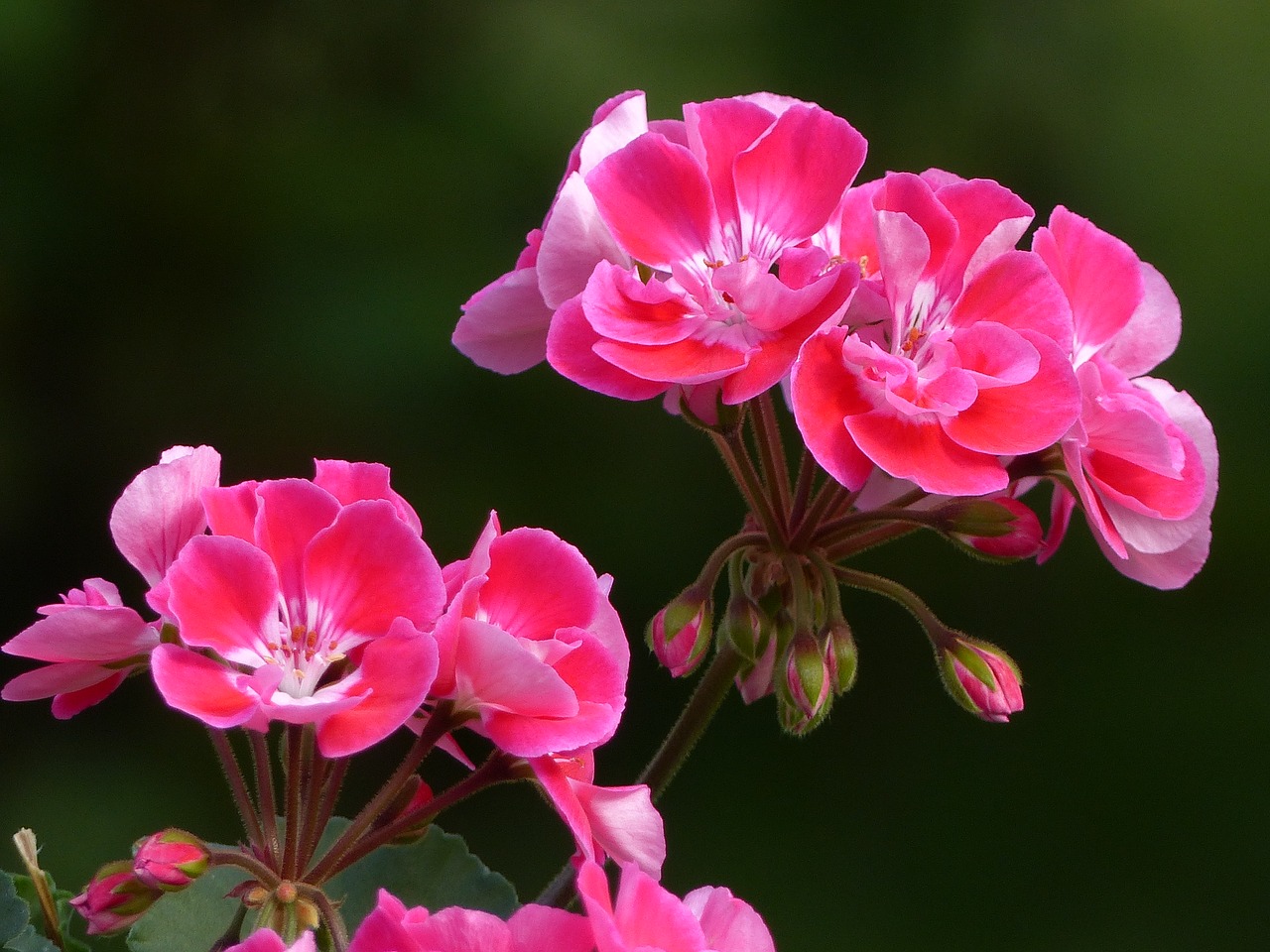 geranium flowers color free photo