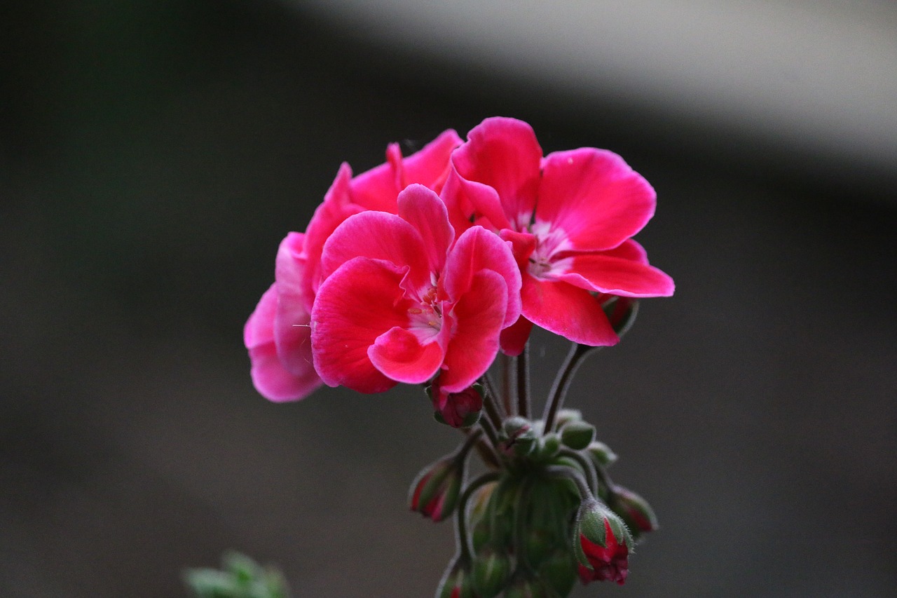 geranium flower pink free photo