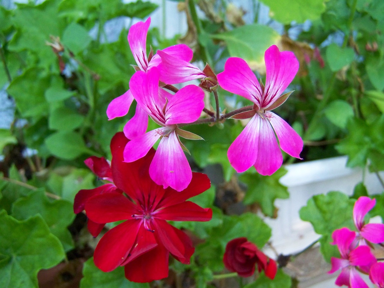 geranium summer flower potted flower free photo