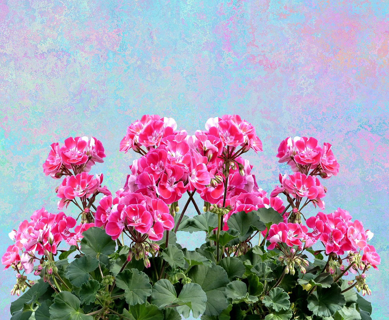 geranium balkonblumen summer free photo