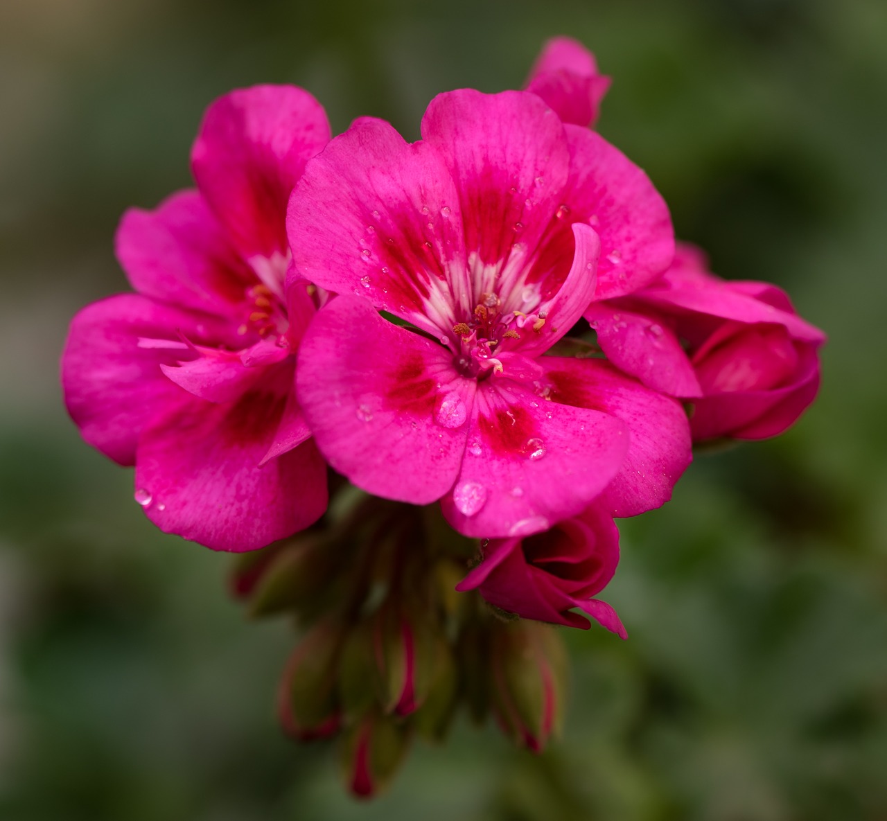 geranium pink petals free photo