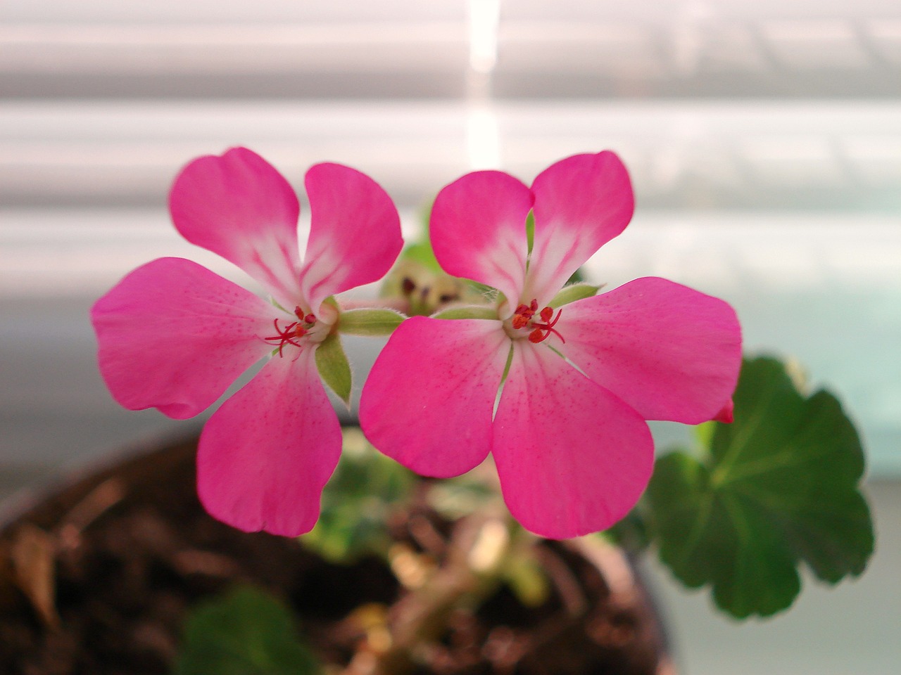 geranium flower pelargonium free photo