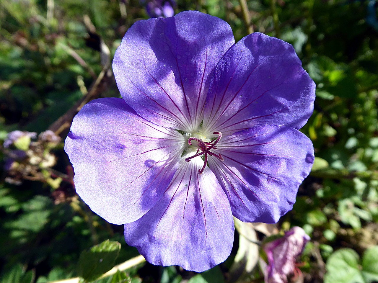 geranium flower blue free photo