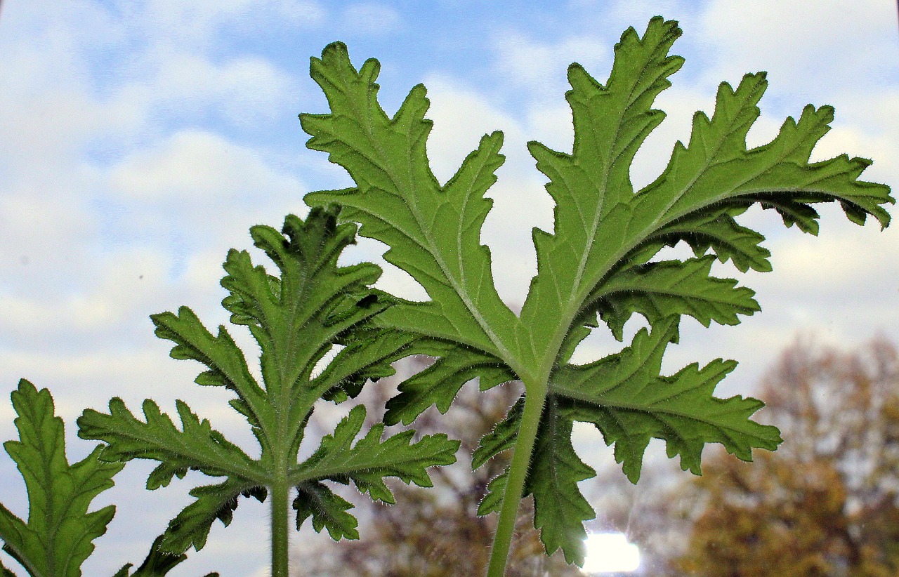 geranium medicinal plants potted flower free photo