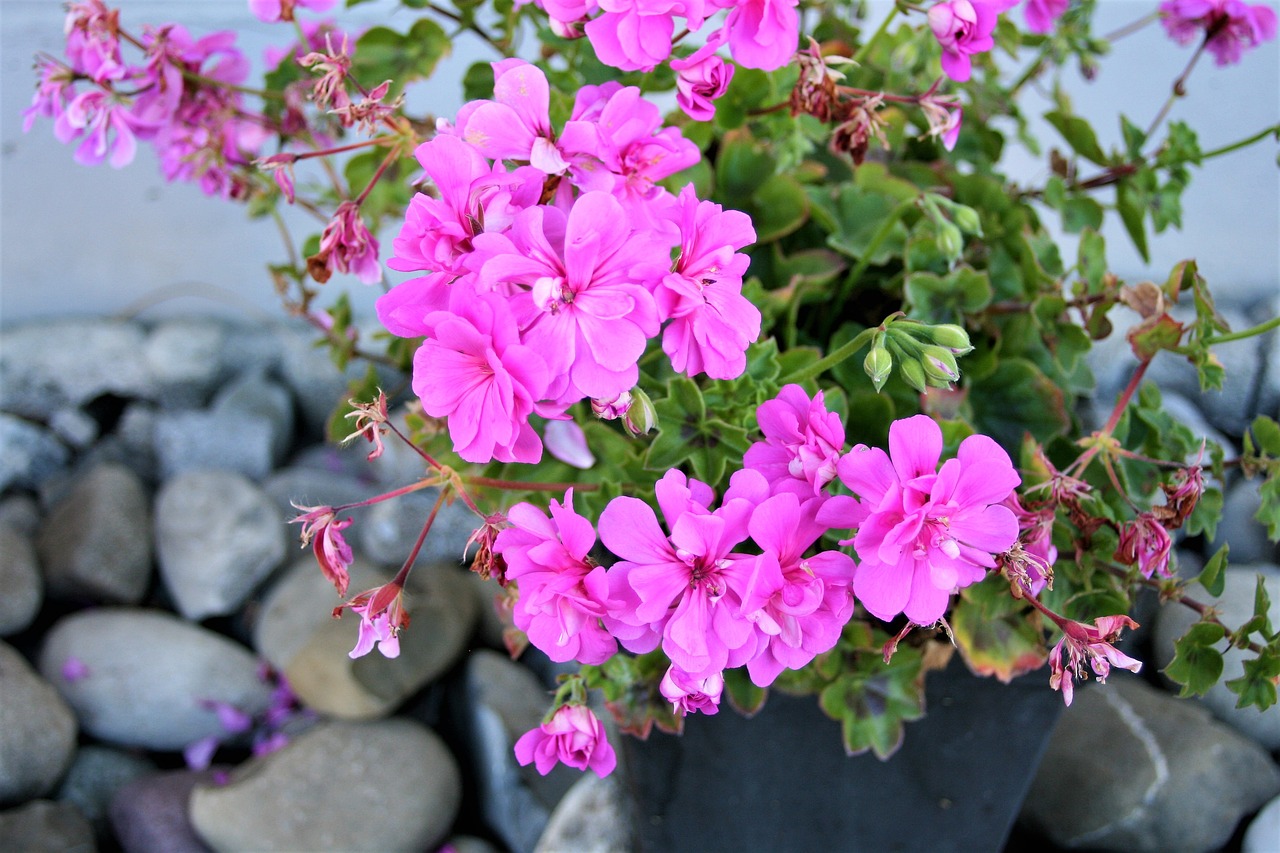 geranium pink flowerpots free photo