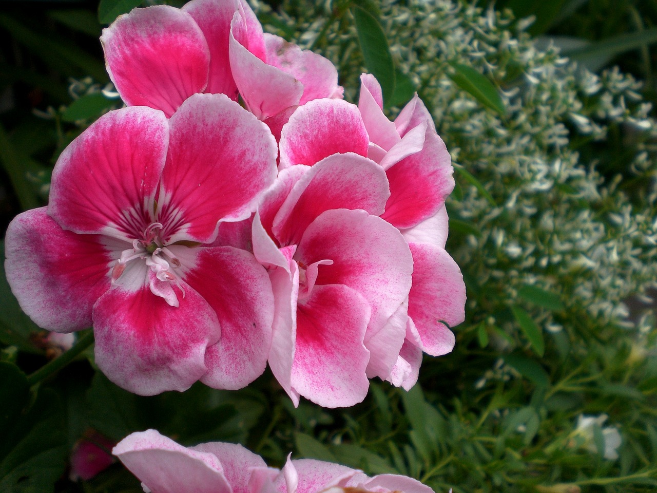 geranium flowers pink free photo