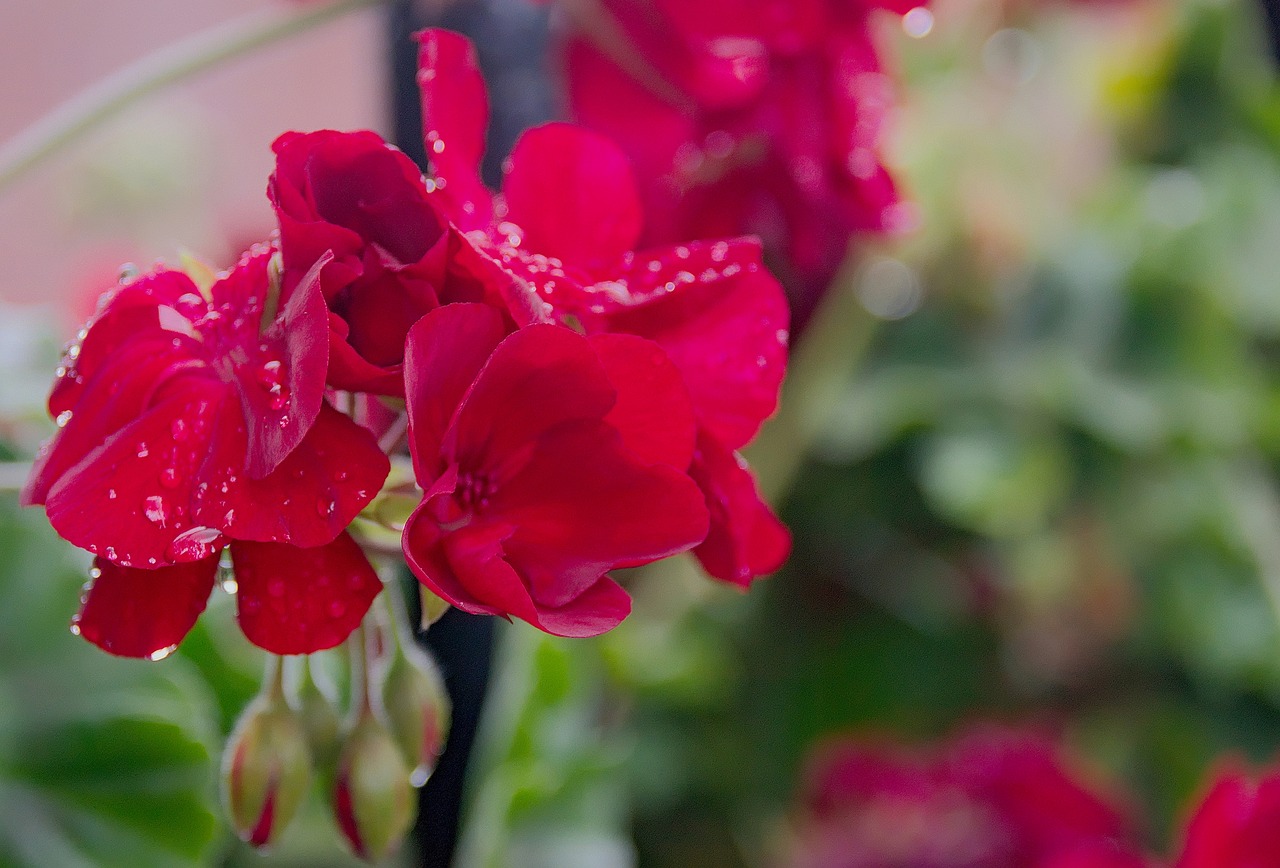 geranium flower macro free photo