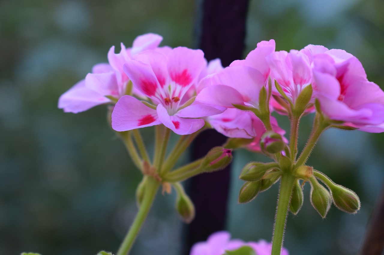 geranium pelargonium pink flower free photo