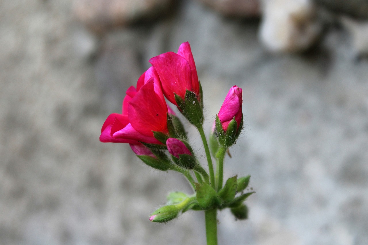 geranium the blossoming of flower free photo