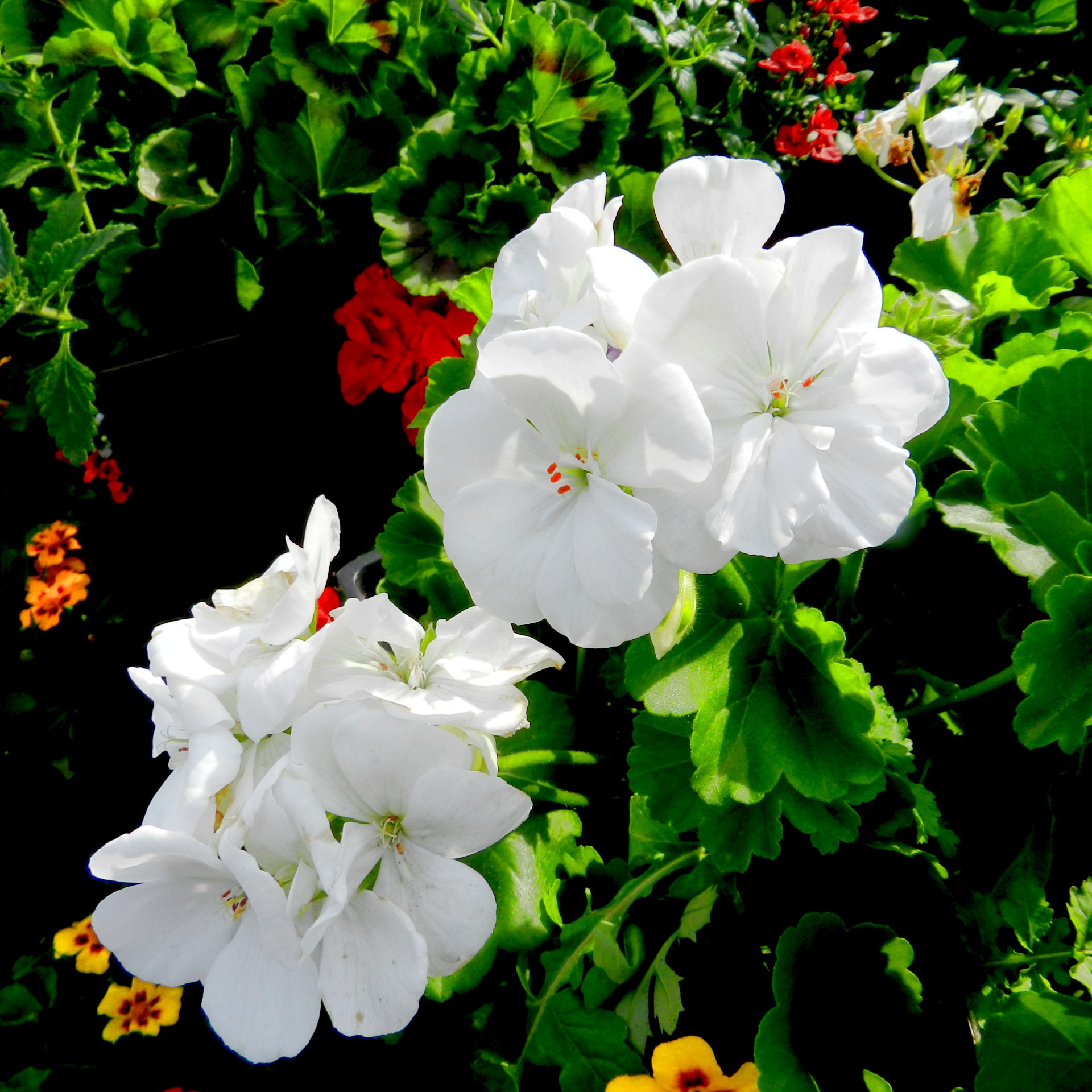 flowers geranium white free photo