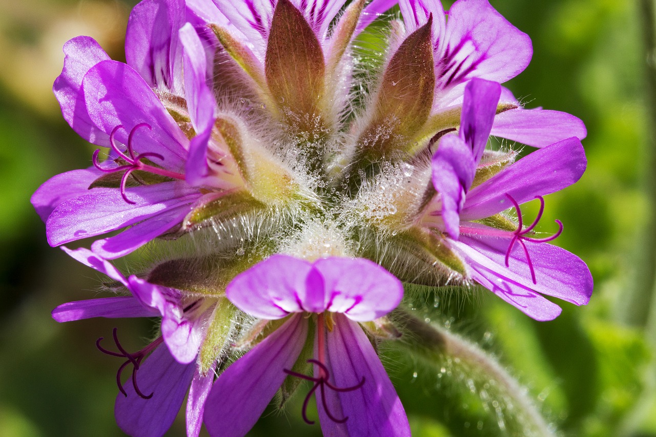 geranium rose scented flower free photo